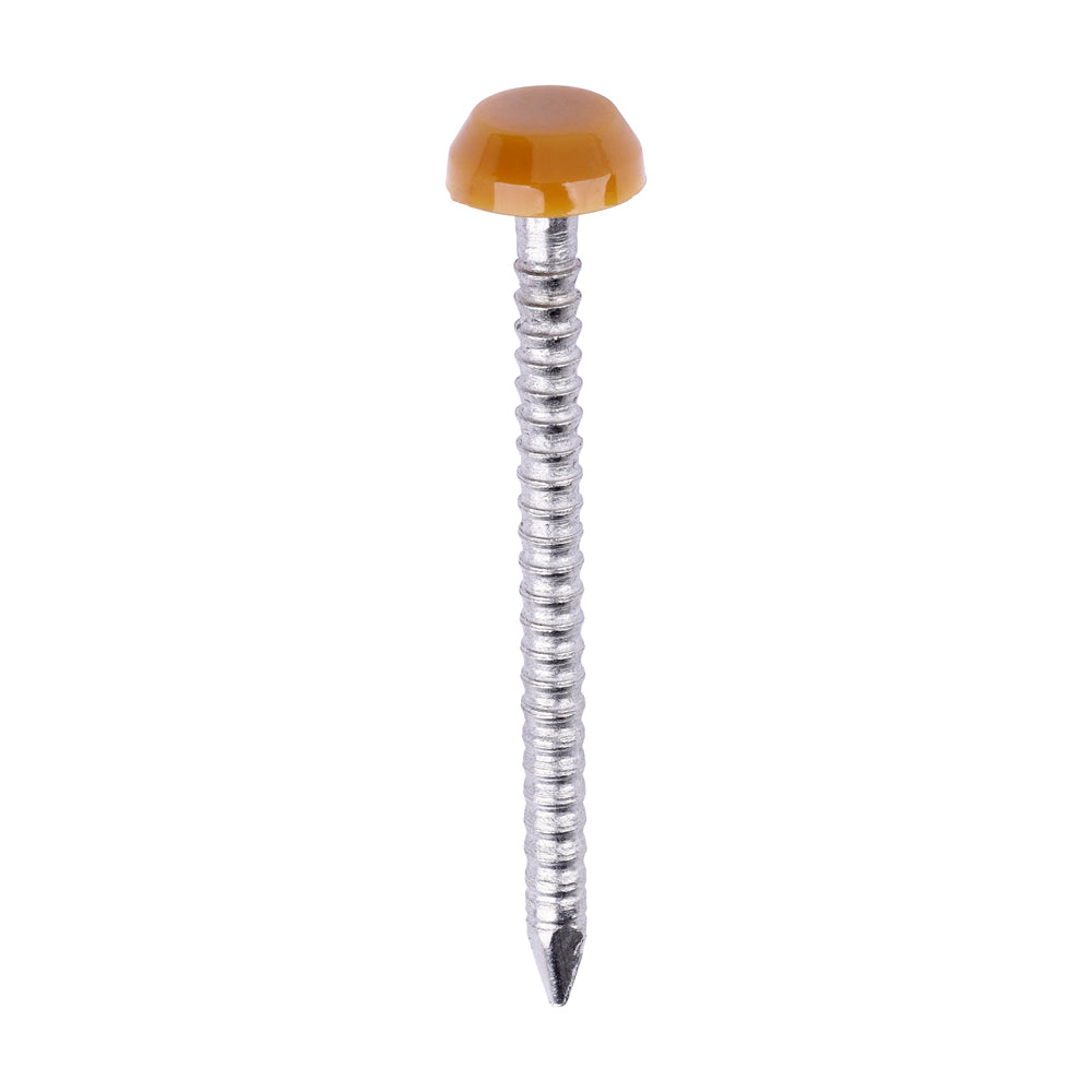 Polymer Headed Pins - A4 Stainless Steel - Oak - 30mm - Box of 250